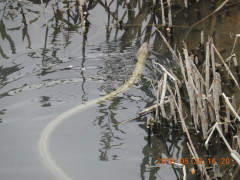 DSCN6037.JPG