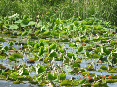 DSCN6122.JPG