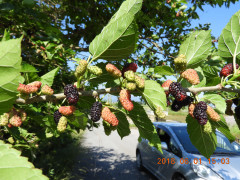 DSCN6120.JPG