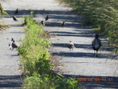 DSCN6111.JPG