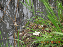 DSCN6050.JPG