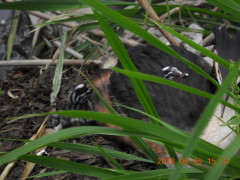 DSCN6175.JPG