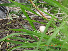 DSCN6179.JPG