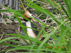 DSCN6184.JPG