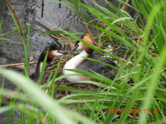 DSCN6231.JPG