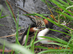 DSCN6234.JPG