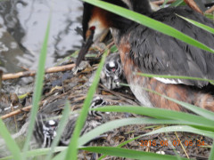 DSCN6251.JPG