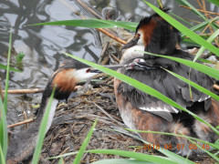 DSCN6270.JPG