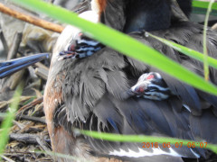 DSCN6304.JPG