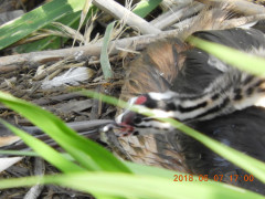 DSCN6332.JPG