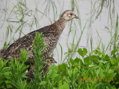DSCN0283.JPG