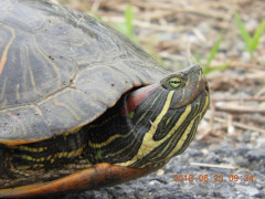 DSCN0372.JPG