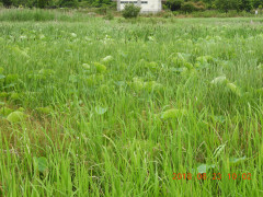 DSCN0409.JPG