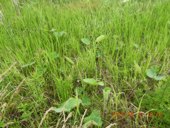 DSCN0408.JPG