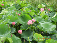 DSCN0767.JPG