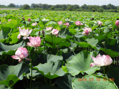 DSCN9919.JPG