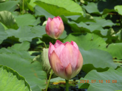 DSCN9921.JPG