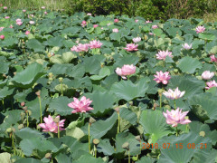 DSCN0031.JPG