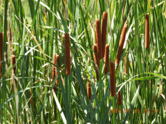 DSCN0067.JPG