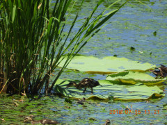 DSCN0089.JPG