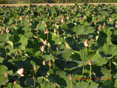 DSCN0241.JPG