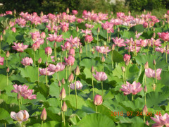 DSCN0329.JPG