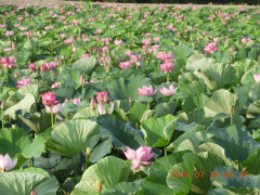 DSCN0335.JPG