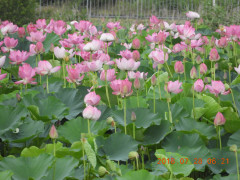 DSCN0411.JPG