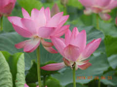 DSCN0416.JPG