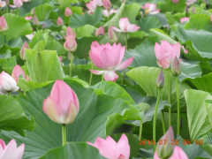 DSCN0375.JPG