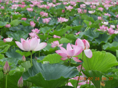 DSCN0424.JPG