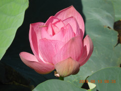 DSCN5734.JPG