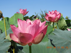 DSCN5739.JPG
