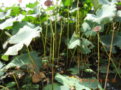 DSCN0031.JPG