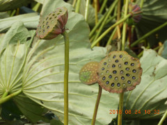 DSCN0119.JPG