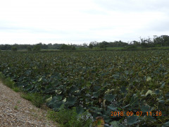 DSCN0334.JPG