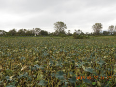 DSCN0336.JPG