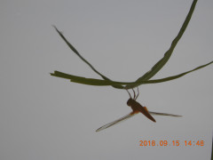 DSCN0381.JPG