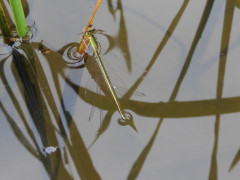 RSCN0393.JPG