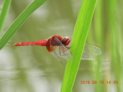 DSCN0385.JPG