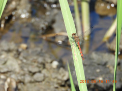 DSCN0127.JPG