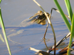 DSCN0132.JPG