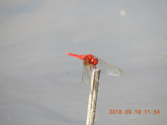 DSCN0133.JPG