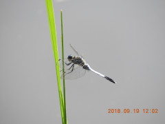 DSCN0145.JPG