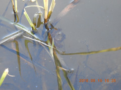 DSCN0148.JPG