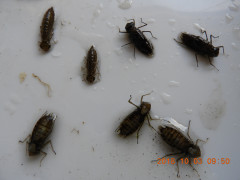 DSCN5795.JPG