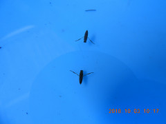 DSCN5808.JPG