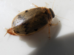 RSCN5807.JPG
