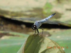 DSCN5826.JPG