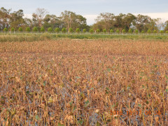 DSCN5916.JPG